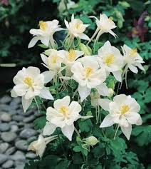 White Aquilegia Columbine Flower Seeds
