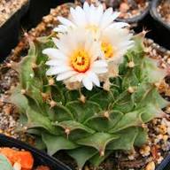 White Obregonia Denegrii Flower Flower Seeds - Heirloom Non GMO High Germination Organic Garden Planting Seeds