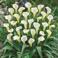 Calla Lilly Flower Seeds - Heirloom, Non-GMO, High Germination Flower Seeds for Planting