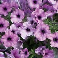 Violet Violet Petunia Flower Dark Fresh Planting Dark Petunias Flower Seeds Home Garden Seeds for Planting Heirloom