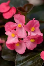 Pink Begonia Flower Flower Seeds - Heirloom Non GMO High Germination Organic Garden Planting Seeds
