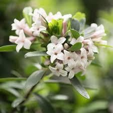 White Daphne Odora Flower Flower Seeds - Heirloom Non GMO High Germination Organic Garden Planting Seeds