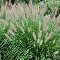 Green Alopecuroides Plant Light Fresh Perennial Grass