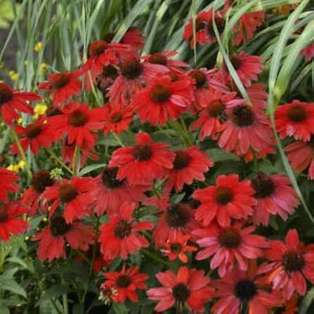 Red Echinacea Flower Seeds