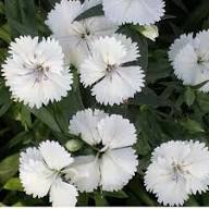 Pink Aster Flower Seeds - Heirloom, Non-GMO, High Germination Flower Seeds for Planting