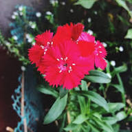 Dianthus Caryophyllus Flower Seeds - Heirloom, Non-GMO, High Germination Flower Seeds for Planting