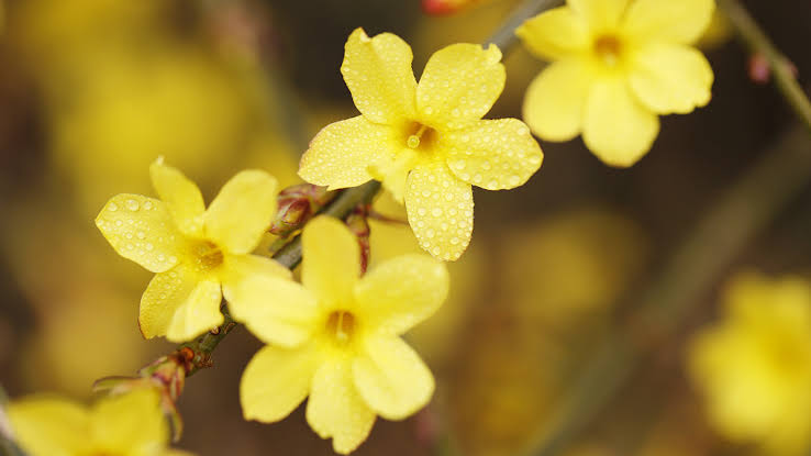 Yellow Blooming Jasmine Flower Flower Seeds - Heirloom Non GMO High Germination Organic Garden Planting Seeds