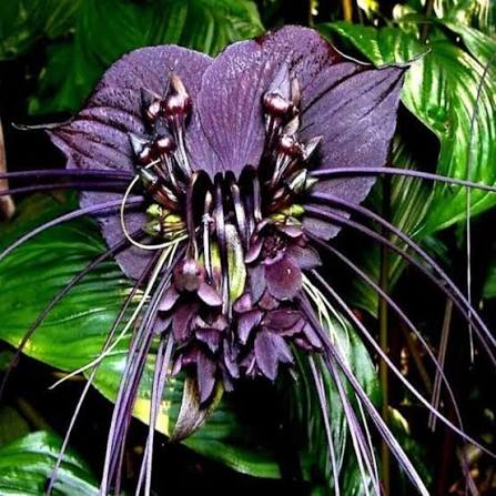 Black Tacca Chantrieri Flower Seeds 