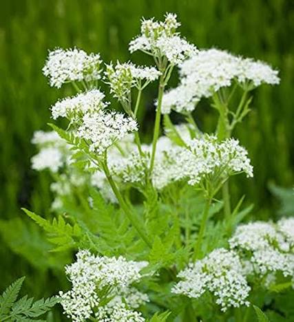 White Cicely Flower Seeds 