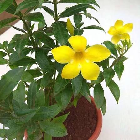 Pentalinon Luteum Flower Seeds 