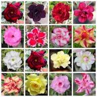Adenium Flower Seeds Mixed Rare Blooming Plants Balcony and Patio Gardening Colorful Seeds for Planting Heirloom Non-GMO
