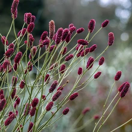 Purple Sanguisorba Flower Seeds
