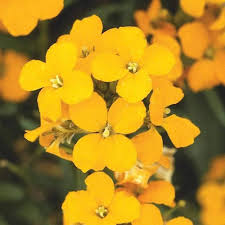 Orange Erysimum Flower Seeds Heirloom Non GMO High Germination Organic Garden Colorful for Planting