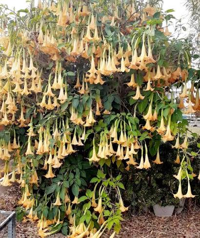 Yellow Horn Flower Seeds 