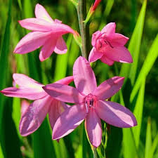 Watsonia Flower Seeds