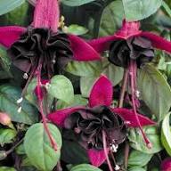 Black Fuchsia Hanging Flower Seeds