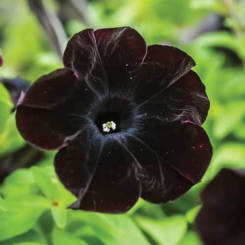 Petunia Flower Seeds Heirloom Non-GMO High Germination Organic Garden Seeds for Colorful Landscape - Heirloom Non GMO
