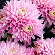 Chrysanthemum Flower Seeds