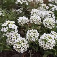 White Alyssum Flower Seeds Heirloom Non-GMO High Germination Organic Garden Seeds for Planting Fragrant Colorful Ground