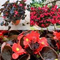 Red Begonia Flower Flower Seeds - Heirloom Non GMO High Germination Organic Garden Planting Seeds