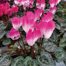 Pink Cyclamen Flower Seeds