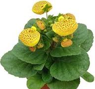Yellow Calceolaria Flower Seeds