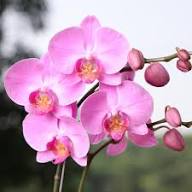 Pink Phalaenopsis Orchid Pale Fresh Garden Flower Planting Flower Seeds for Planting Heirloom Non-GMO High Germination