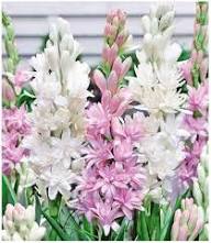 Securigera Flower Heirloom Non GMO High Germination Organic Garden for Planting for Colorful Garden Blooms Seeds - He