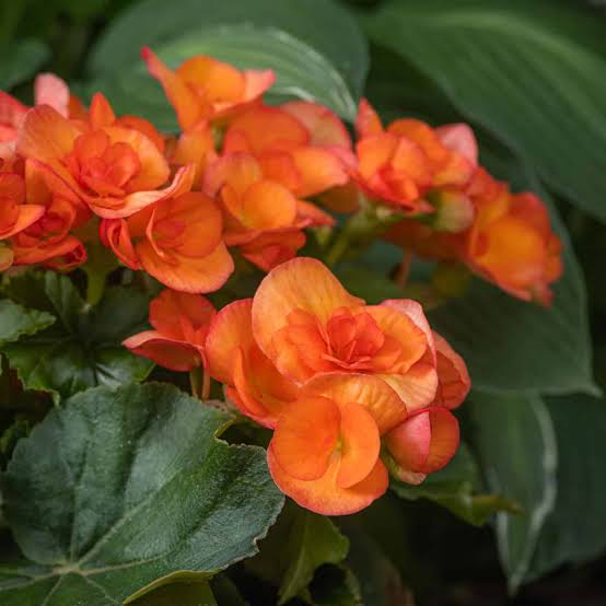 Orange Begonia Flower Seeds