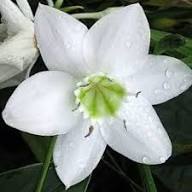 White Linum Usitatissimum Flower Flower Seeds - Heirloom Non GMO High Germination Organic Garden Planting Seeds