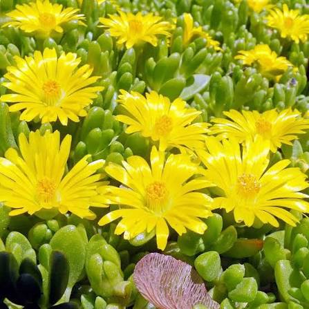 Yellow Delosperma Flower Seeds 