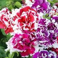 Purple White Double Petunia Flower Fresh Planting Stunning Double Petunias Flower Seeds Home Garden Seeds for Planting