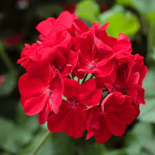 Maroon Geranium Flower Seeds