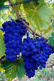 blue grape fruit for planting crisp refreshing grapes home vines Fruit seeds