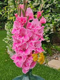 Pink Pink Gladiolus Flower Baby Fresh Planting Baby Gladiolus Flowers Flower Seeds Home Garden Seeds for Planting