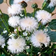 White Centaurea Flower Seeds