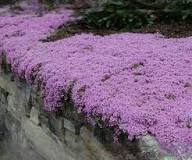 Violet Thyme Flower Herb Seeds - Heirloom Non GMO High Germination Organic Garden Planting Seeds
