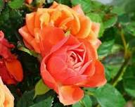 Orange Floribunda Flower Seeds