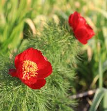 Red Fern Leaf Peony Flower Seeds - Heirloom Non GMO High Germination Garden Seeds for Planting