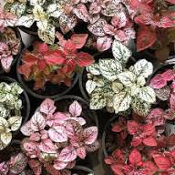 Hypoestes Flower Seeds