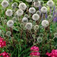 White Echinops Flower Seeds