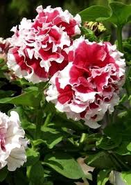 Red White Double Petunia Flower Seeds
