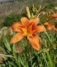 ORANGE HEMEROCALLIS FLOWER SEEDS HEIRLOOM NON-GMO HIGH GERMINATION ORGANIC GARDEN SEEDS FOR PLANTING Seeds - Heirloom No