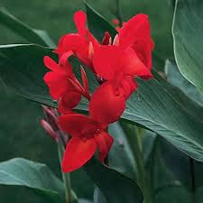 Red Canna Lily Flower Seeds