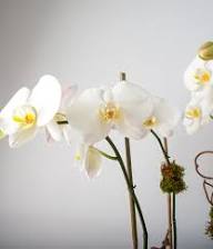 White Phalaenopsis Orchid Flower Seeds
