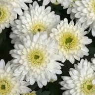 White Giant Chrysanthemum Flower Seeds for Planting Heirloom Non - Heirloom Non GMO High Germination Flower Seeds for Or