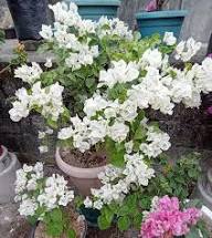 White Bougainvillea Flower Premium Floral Seeds - Heirloom Non GMO High Germination Organic Garden Planting