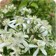 White Clematis ligusticifolia Flower Seeds Easy Grow Blossoms for Pots and Patio Gardens Seeds for Planting Heirloom Non