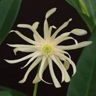 White Illicium Flower Flower Seeds - Heirloom Non GMO High Germination Organic Garden Planting Seeds