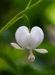 White Bleeding Heart Flower 